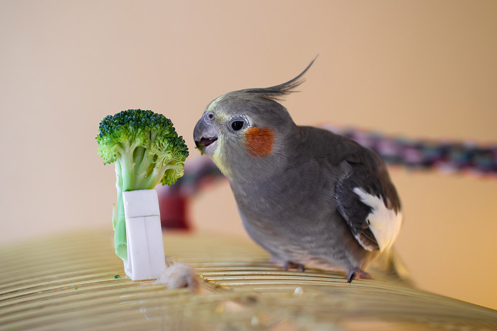 Cómo elegir el alimento adecuado para las ave