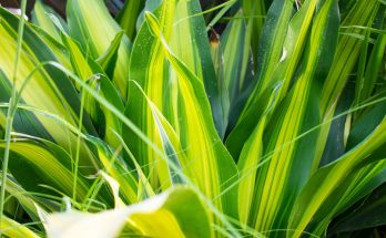 green plants, fragrant dracaena, dracaena, blade, dracaena, dracaena, dracaena, dracaena, dracaena