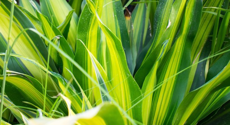 green plants, fragrant dracaena, dracaena, blade, dracaena, dracaena, dracaena, dracaena, dracaena