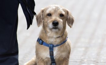 dog, nature, pet, animal, mascota, perro, hund, hunde, portrait, zagreb, croacia, croatia