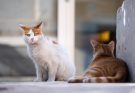 cats, stray cats, animals, street cats, feral cats, domestic cats, feline, mammals, nature, portrait