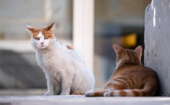 cats, stray cats, animals, street cats, feral cats, domestic cats, feline, mammals, nature, portrait