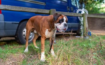 gras, hund, tier, tier, tier, tier, tier, tier