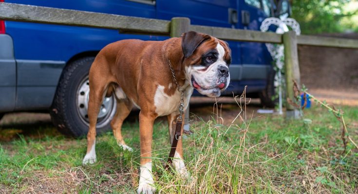 gras, hund, tier, tier, tier, tier, tier, tier