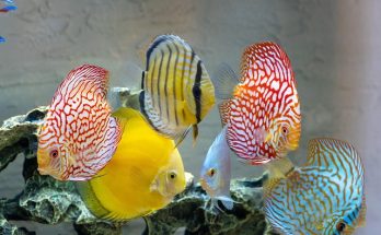 ¿Qué edad alcanzan los peces en un acuario y en la naturaleza?