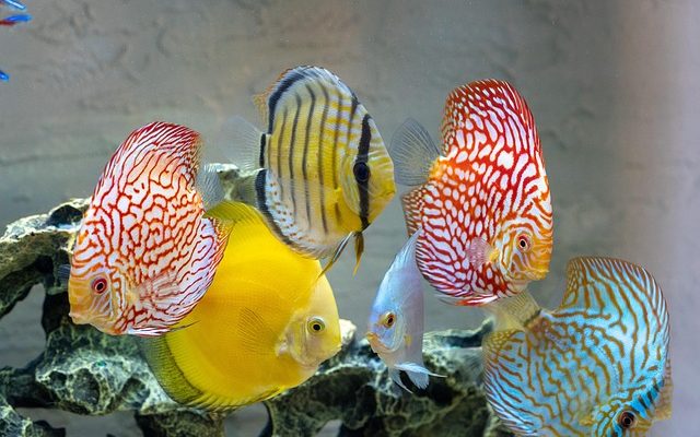 ¿Qué edad alcanzan los peces en un acuario y en la naturaleza?